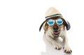 DOG SUMMER. LABRADOR PUPPY DRESSED WITH SUNGLASSES AND HAT, READY FOR BEACH. ISOLATED SHOT AGAINST WHITE BACKGROUND Royalty Free Stock Photo