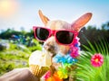 Dog  summer vacation   licking ice cream Royalty Free Stock Photo
