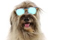 Dog summer vacations. furry sheepdog wearing colorful sunglasses. Isolated on white background