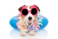 DOG SUMMER VACATIONS. JACK RUSSELL INSIDE A INFLATABLE OR BLUE FLOAT POOL WEARING PINK PINAPLE SUNGLASSES AND FLORAL GARLAND.