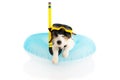 DOG SUMMER VACATIONS. JACK RUSSELL SUNBATHING WITH BLUE AIR POOL AND SNORKEL GOGGLES ON HOLIDAYS. ISOLATED AGAINST WHITE Royalty Free Stock Photo