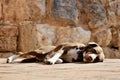Dog sunbathing stone Royalty Free Stock Photo