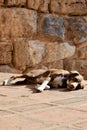 Dog sunbathing stone Royalty Free Stock Photo