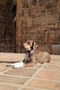 Dog sunbathing stone Royalty Free Stock Photo