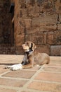Dog sunbathing stone Royalty Free Stock Photo