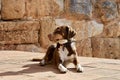 Dog sunbathing stone Royalty Free Stock Photo