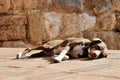 Dog sunbathing stone Royalty Free Stock Photo