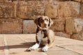 Dog sunbathing stone Royalty Free Stock Photo