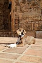 Dog sunbathing stone Royalty Free Stock Photo