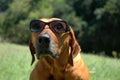 Dog with sunglasses Royalty Free Stock Photo
