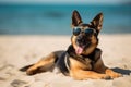 dog in sunglasses on the beach resting vacation resort . Travel promotion banner template Generative AI Royalty Free Stock Photo