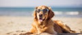 dog in sunglasses on the beach resting vacation resort . Travel promotion banner template Generative AI Royalty Free Stock Photo