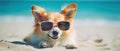 dog in sunglasses on the beach resting vacation resort . Travel promotion banner template Generative AI Royalty Free Stock Photo