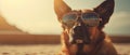 dog in sunglasses on the beach resting vacation resort . Travel promotion banner template Generative AI Royalty Free Stock Photo