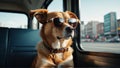 dog in sunglasses in car on the road, with street lights in background Royalty Free Stock Photo