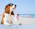 Dog in sunglasses drink cocktail