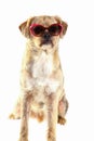 Dog with sunglasses Royalty Free Stock Photo