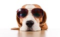 Dog in sunglasses isolated on white Royalty Free Stock Photo