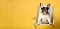 A dog in sunglasses lies in a beach lounger on a yellow background, vacation, banner, Generative AI Royalty Free Stock Photo