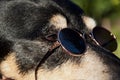 dog in sunglasses. pet in summer sunglasses. summertime vacation. dog relax outdoor. dog fashion. pet clothes and accessory.