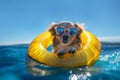 Dog with sunglasses in rubber ring swimming in ocean. Generative AI