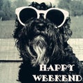 Dog in sunglasses with text: Happy weekend Royalty Free Stock Photo