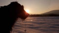 Dog on sunset on snow