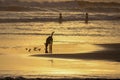 Dog at sunset time at echo beach in Canggu Bali indonesia