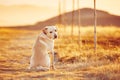 Dog at the sunset Royalty Free Stock Photo