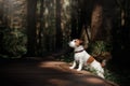 Dog in the sunshine in the woods Royalty Free Stock Photo