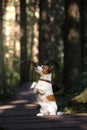 Dog in the sunshine in the woods Royalty Free Stock Photo