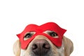 DOG SUPER HERO COSTUME. LABRADOR CLOSE-UP WEARING A RED MASK. CARNIVAL OR HALLOWEEN. ISOLATED STUDIO SHOT ON WHITE BACKGROUND