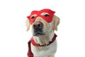 DOG SUPER HERO COSTUME. LABRADOR WEARING A RED MASK AND A CAPE.  CARNIVAL OR HALLOWEEN DISGUISE. ISOLATED STUDIO SHOT AGAINST Royalty Free Stock Photo