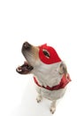 DOG SUPERHERO COSTUME. LABRADOR CLOSE-UP WEARING A RED MASK AND A CAPE. CARNIVAL OR HALLOWEEN. ISOLATED STUDIO SHOT AGAINST WHITE Royalty Free Stock Photo