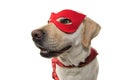 DOG SUPERHERO COSTUME. LABRADOR CLOSE-UP WEARING A RED MASK AND A CAPE. CARNIVAL OR HALLOWEEN. ISOLATED STUDIO SHOT AGAINST WHITE Royalty Free Stock Photo