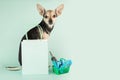 dog supermarket, pet store, happy dog with a shopping cart with pet accessories, animal with shopping bags, copy space Royalty Free Stock Photo