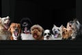 Dog supporters  on the grandstand Royalty Free Stock Photo