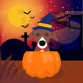 Dog suprise pumpkin halloween scary