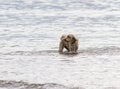 Dog on on the surf playing in the water Royalty Free Stock Photo