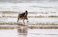 Dog on the surf playing in the water and splashing with ears flapping Royalty Free Stock Photo