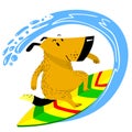 The dog on the surfboard. The pet is engaged in summer sports li Royalty Free Stock Photo