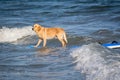 Surfing dog on a surfboad on the sea riding the waves Royalty Free Stock Photo