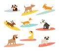 Dog surfers set, vector cartoon illustrations