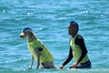 Dog surfing event in Huntington Beach California