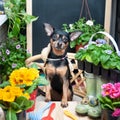 Dog surrounded by flowers and garden tools, an image of a gardener, a grower. The concept of planting