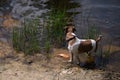 Dog swam in river, went ashore, water drains from animal