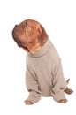 Dog with sweater Royalty Free Stock Photo