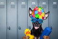 Dog swim cap and goggles in locker room Royalty Free Stock Photo