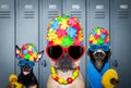 Dog swim cap and goggles in locker room Royalty Free Stock Photo