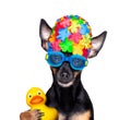 Dog swim cap and goggles Royalty Free Stock Photo